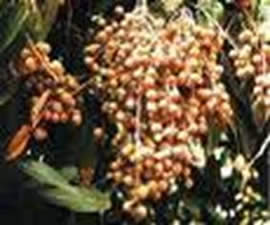 Những trái cây dân dã đặc trưng của thôn quê miền Nam (ST) Image004_000