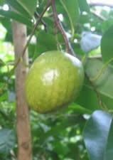 Những trái cây dân dã đặc trưng của thôn quê miền Nam (ST) Image012_000