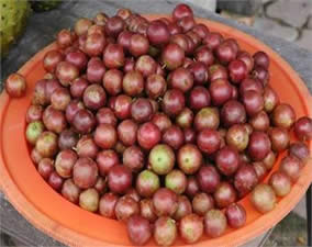 Những trái cây dân dã đặc trưng của thôn quê miền Nam (ST) Image034_000