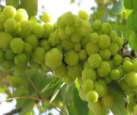 Những trái cây dân dã đặc trưng của thôn quê miền Nam (ST) Image036_000