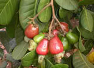 Những trái cây dân dã đặc trưng của thôn quê miền Nam (ST) Image060_000